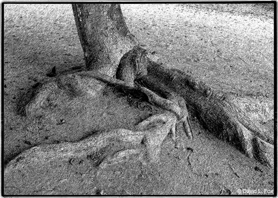 roots_1309_3a