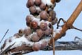 IceGrapes_4241